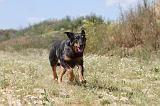 BEAUCERON 275